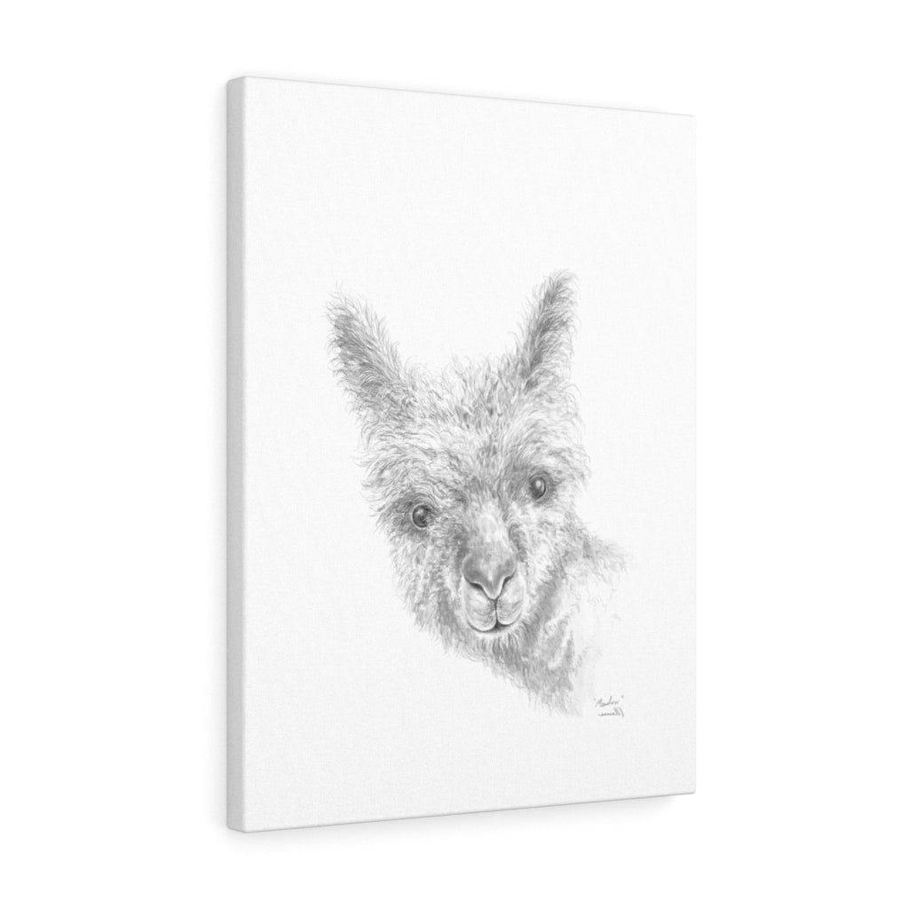 MEADOW Llama - Art Canvas