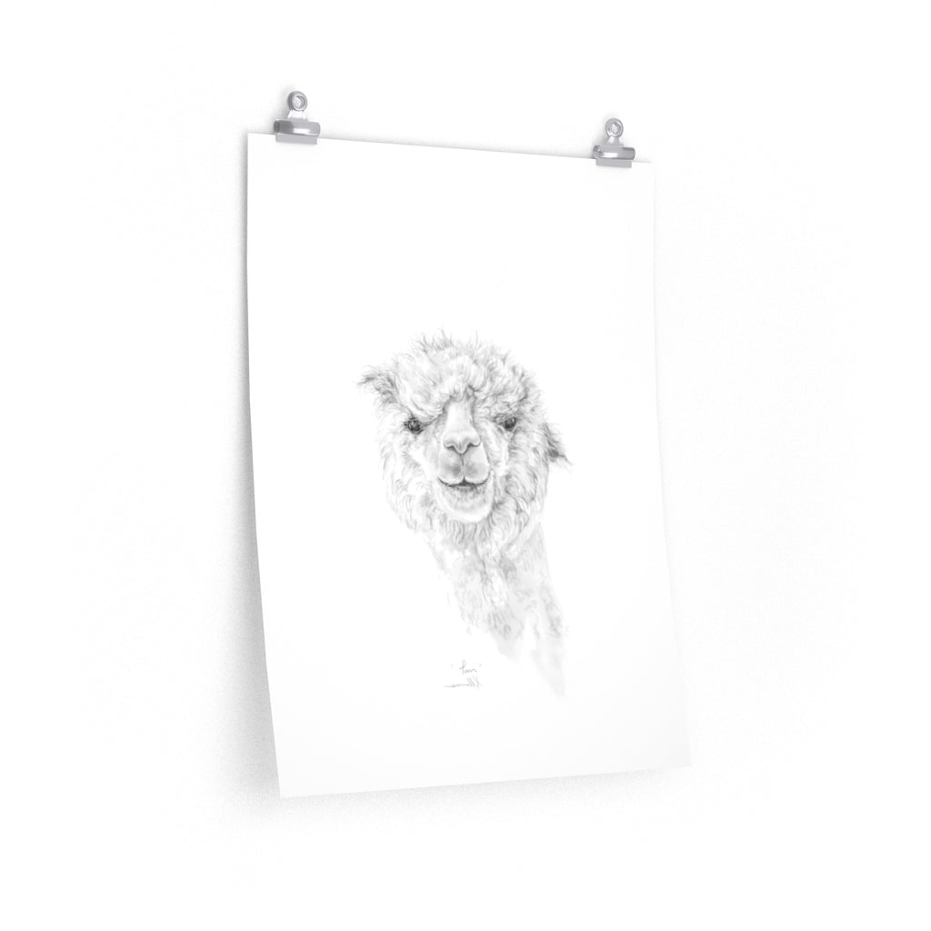 TAVI Llama- Art Paper Print