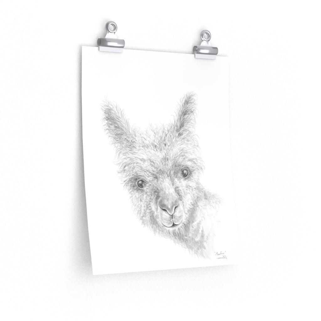 MEADOW Llama- Art Paper Print