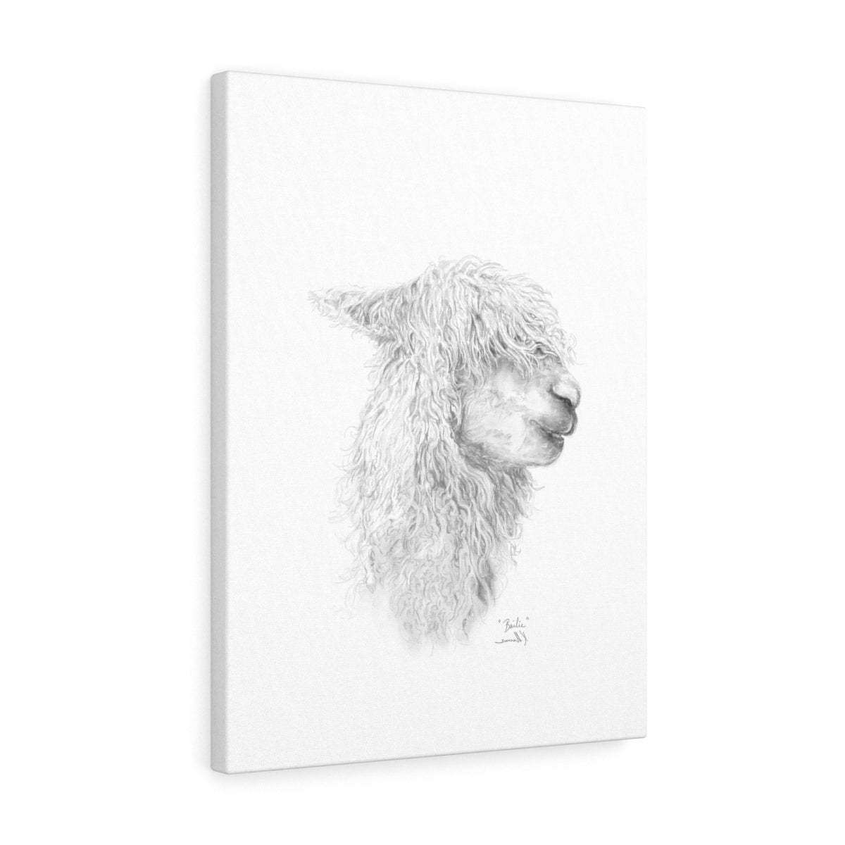 BAILIE Llama - Art Canvas