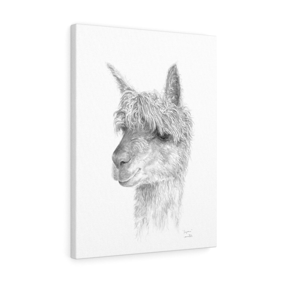 JAZOARA Llama - Art Canvas