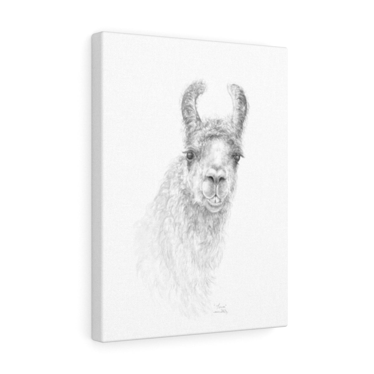 TONIA Llama - Art Canvas
