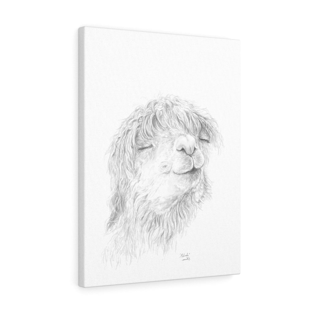 MELINDA Llama - Art Canvas