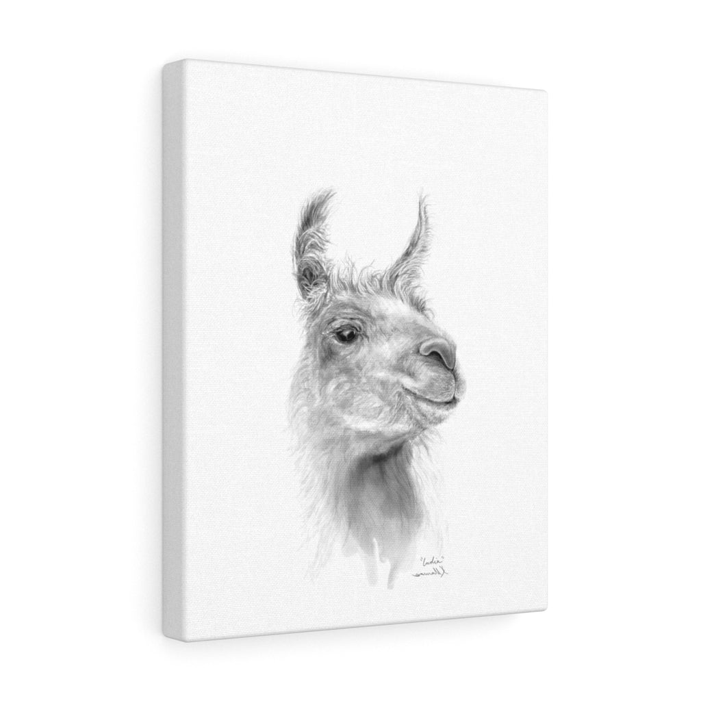 INDIA Llama - Art Canvas