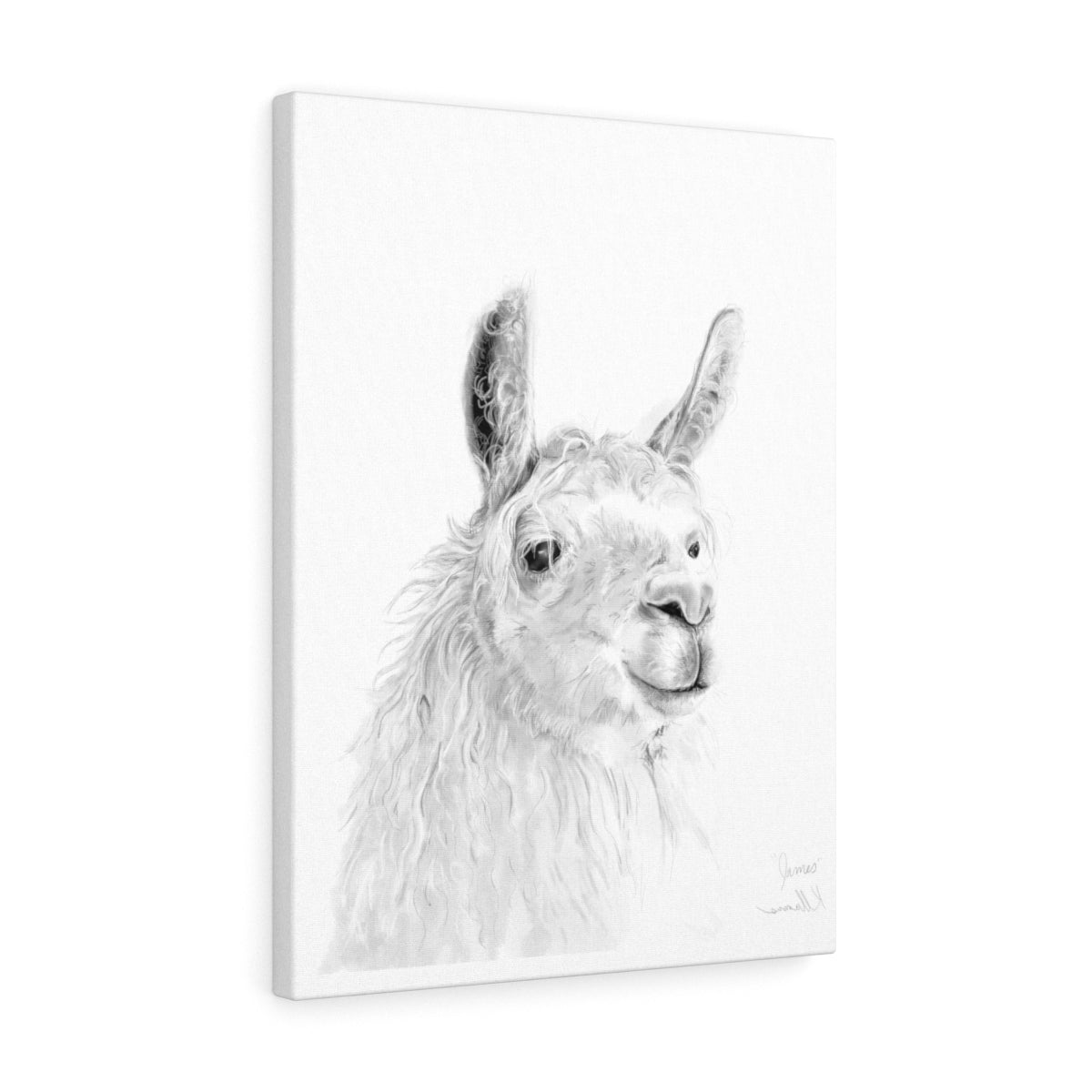 JAMES Llama - Art Canvas