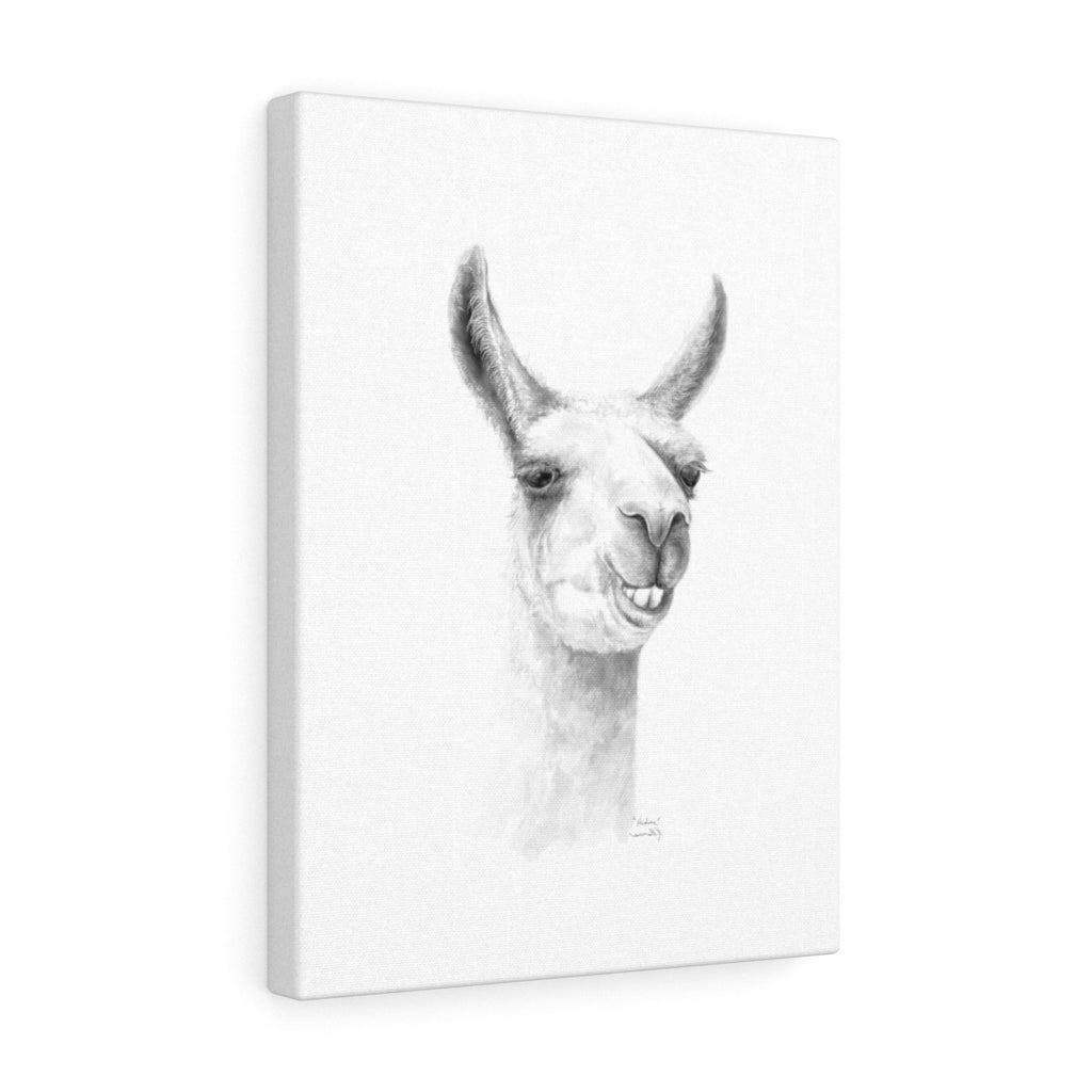 HUDSON Llama - Art Canvas