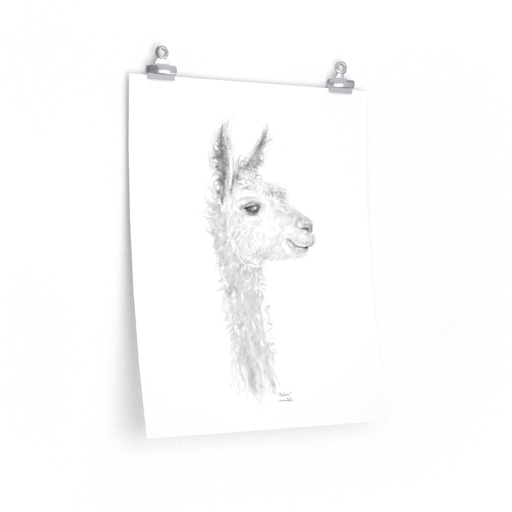 MADISON Llama- Art Paper Print