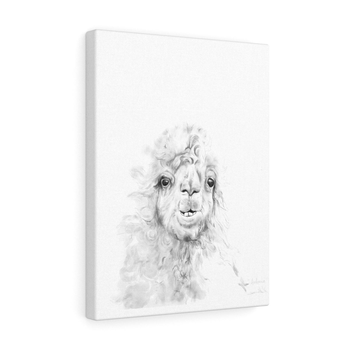 ANTONIO Llama - Art Canvas