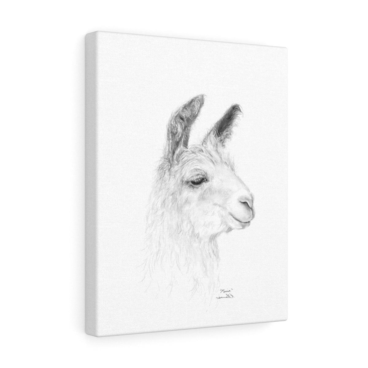 MARIA Llama - Art Canvas