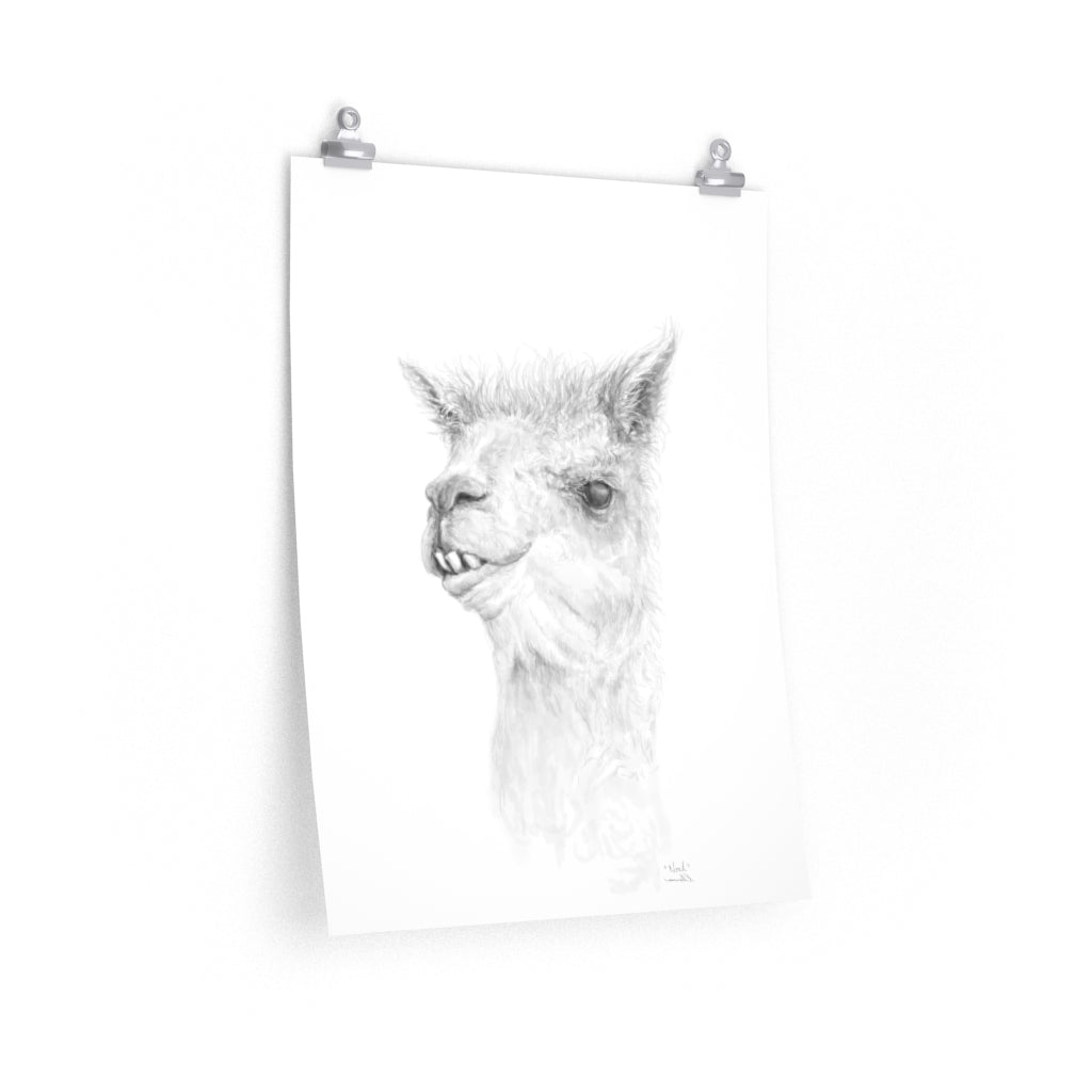 NOAH Llama- Art Paper Print