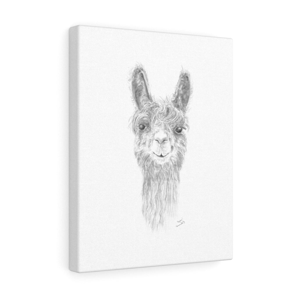 PAYTON Llama - Art Canvas