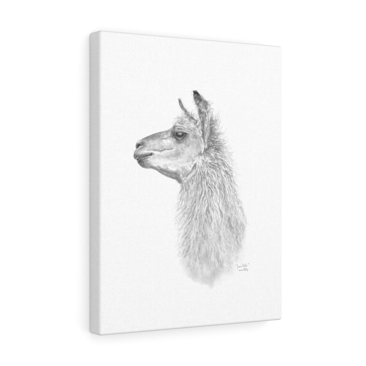 JUAN PABLO Llama - Art Canvas