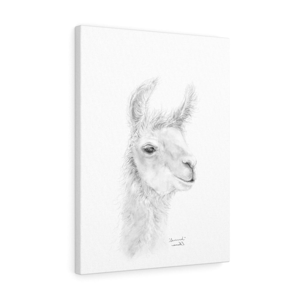 SAVANNAH Llama - Art Canvas