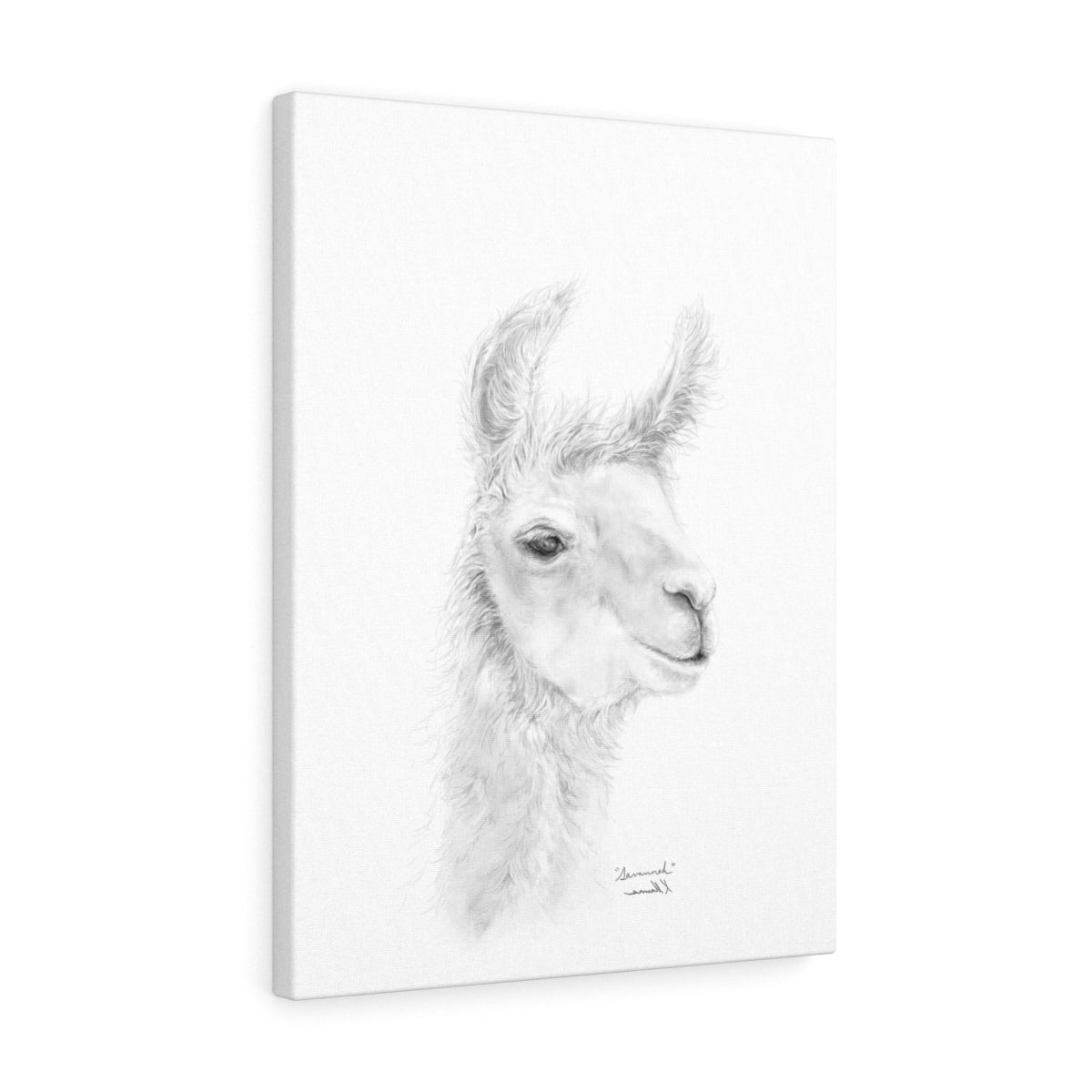 SAVANNAH Llama - Art Canvas
