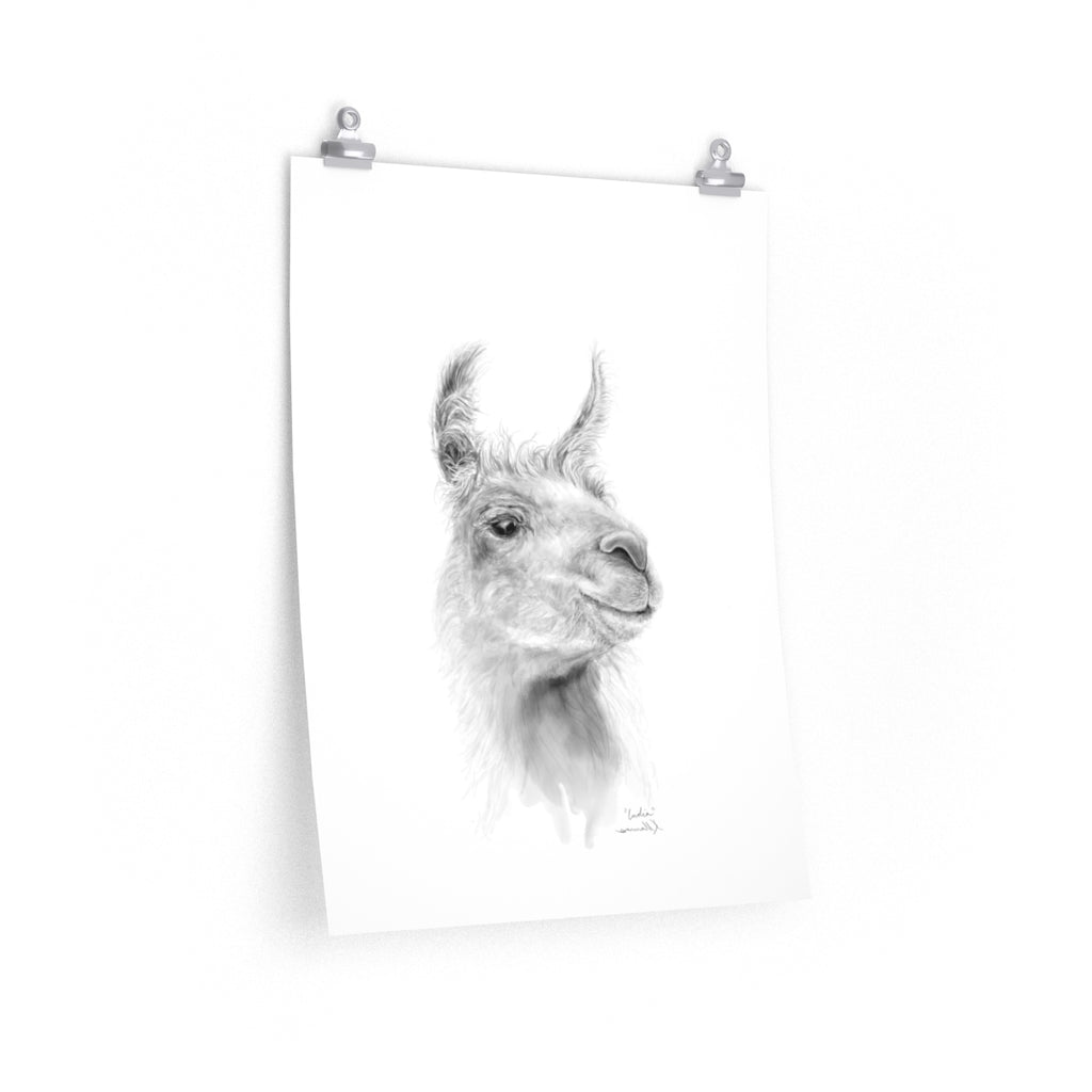 INDIA Llama- Art Paper Print