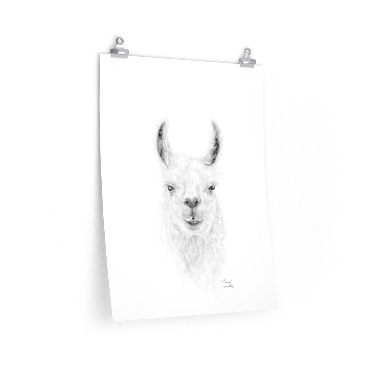 THOMAS Llama- Art Paper Print