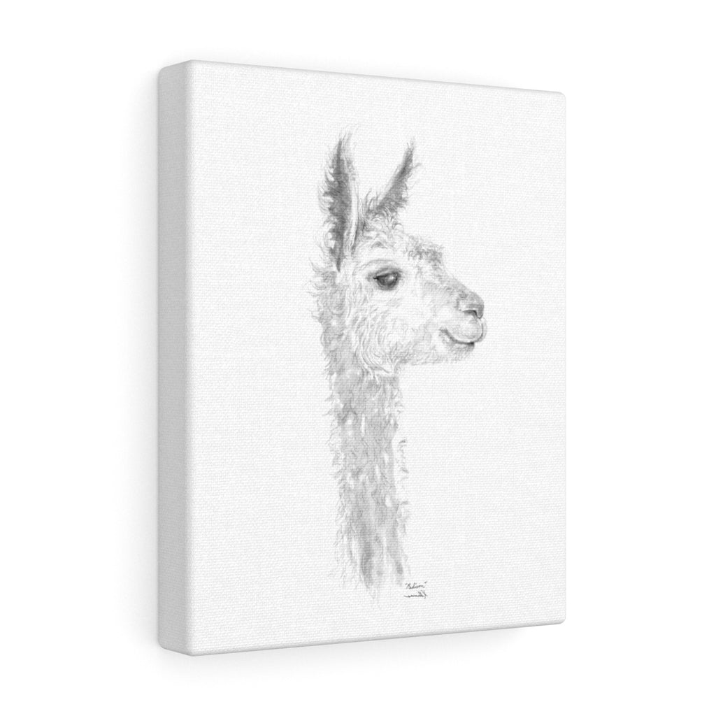 MADISON Llama - Art Canvas