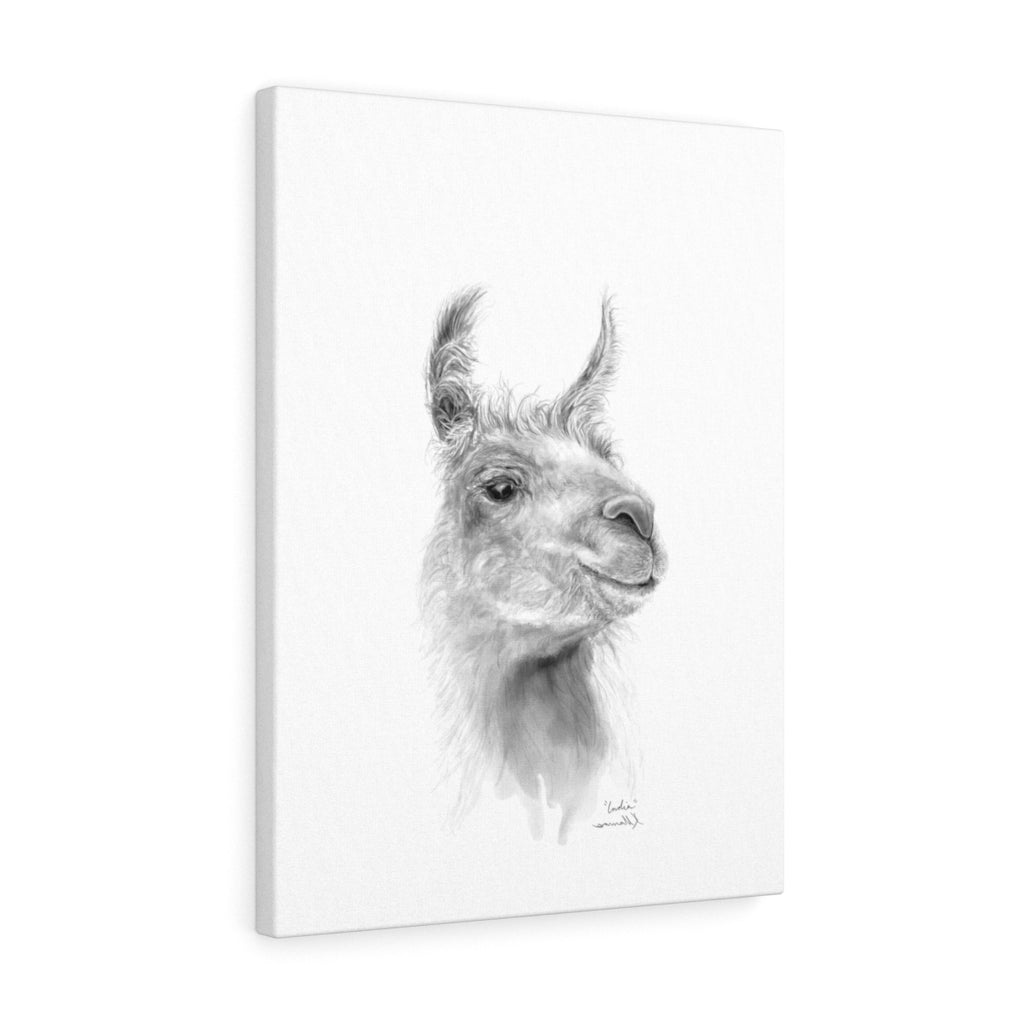 INDIA Llama - Art Canvas