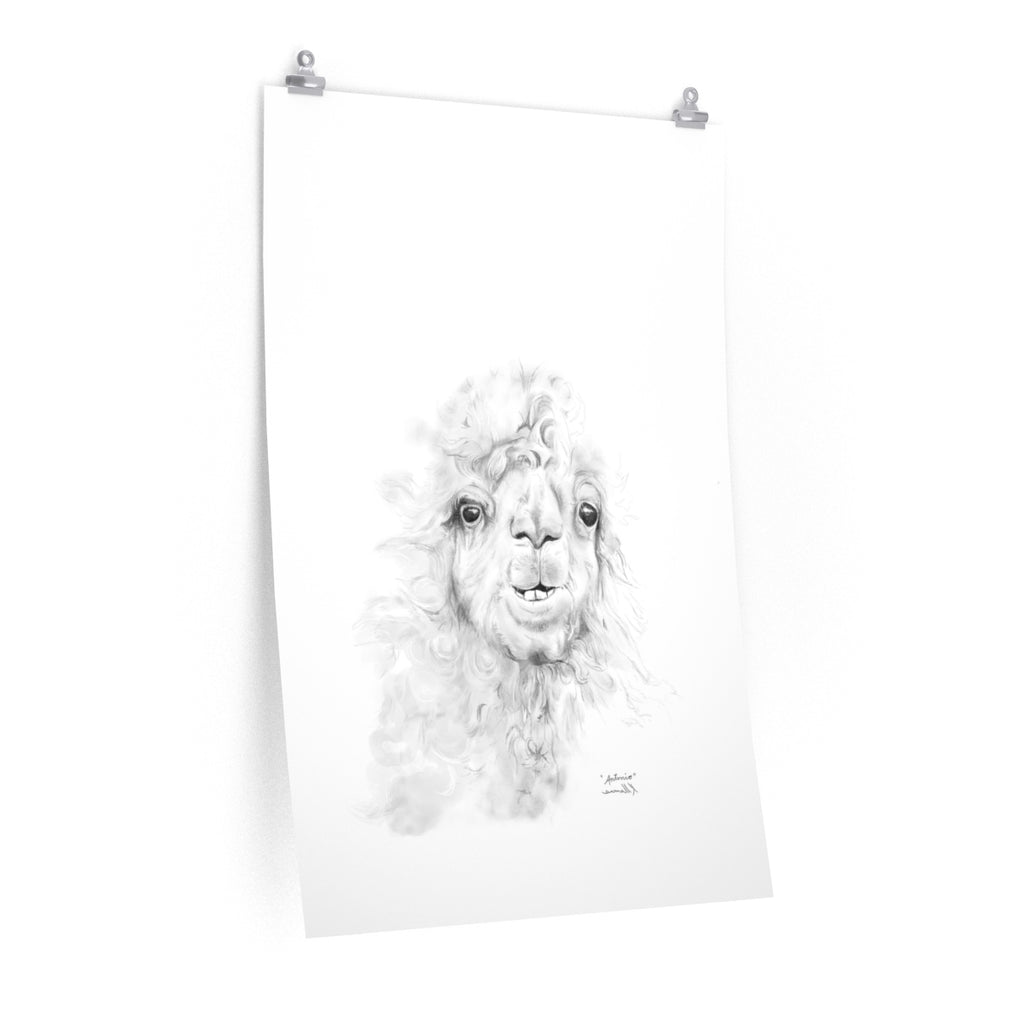 ANTONIO Llama- Art Paper Print