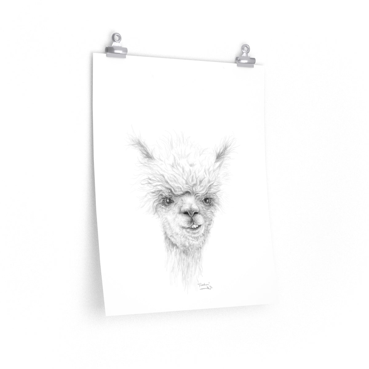 FISCHER Llama- Art Paper Print