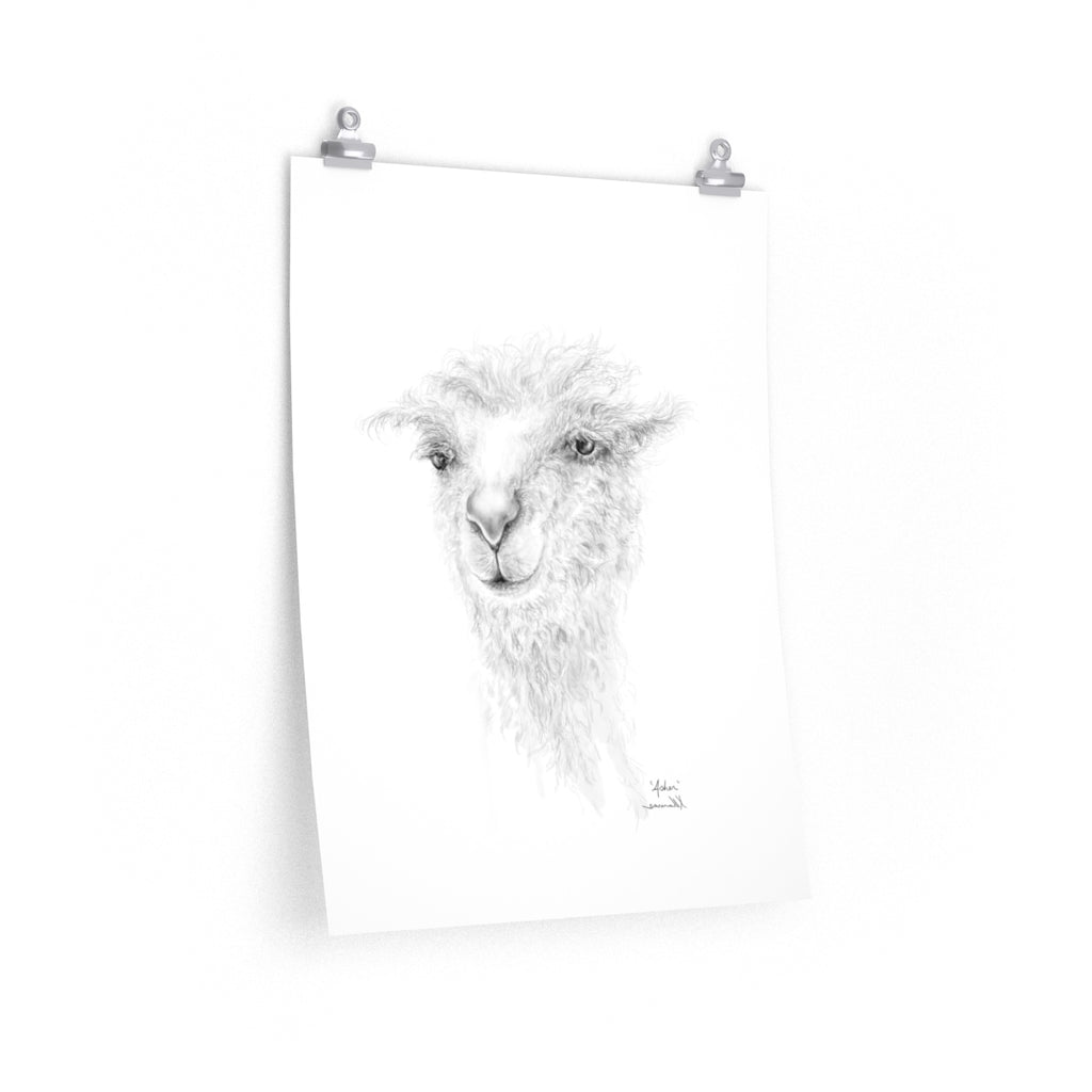 ASHER Llama- Art Paper Print