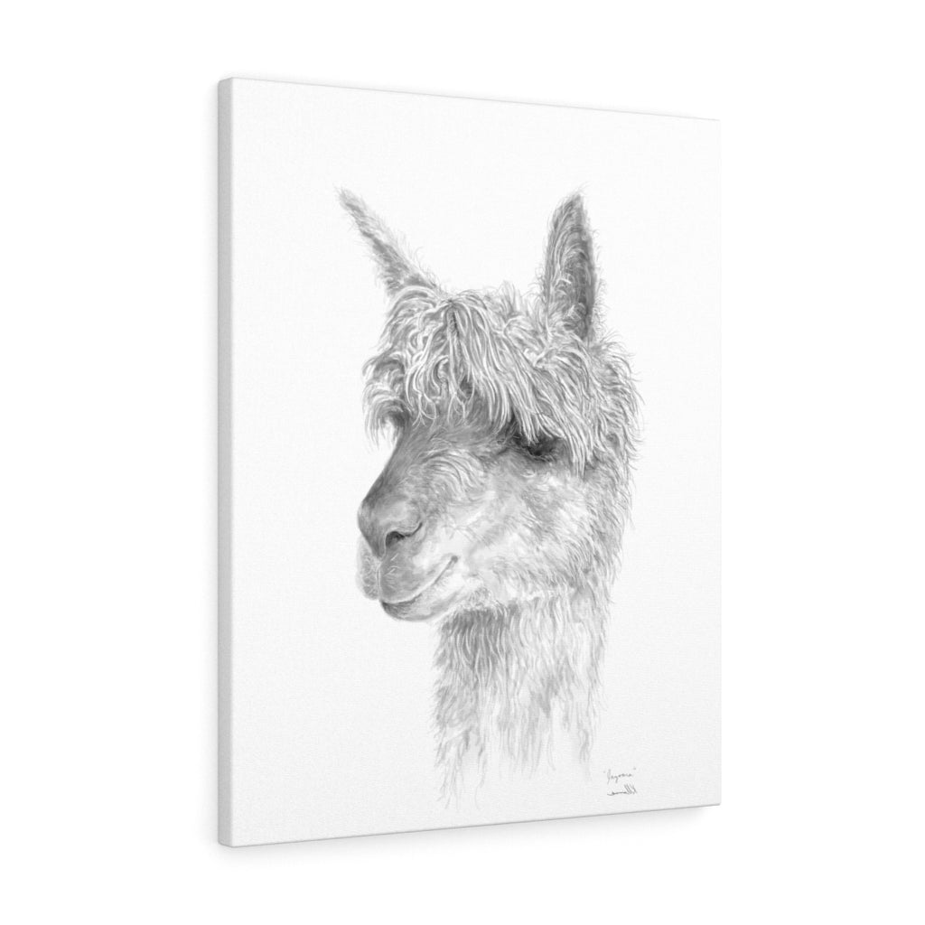 JAZOARA Llama - Art Canvas