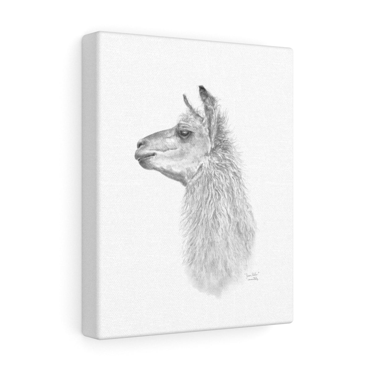 JUAN PABLO Llama - Art Canvas