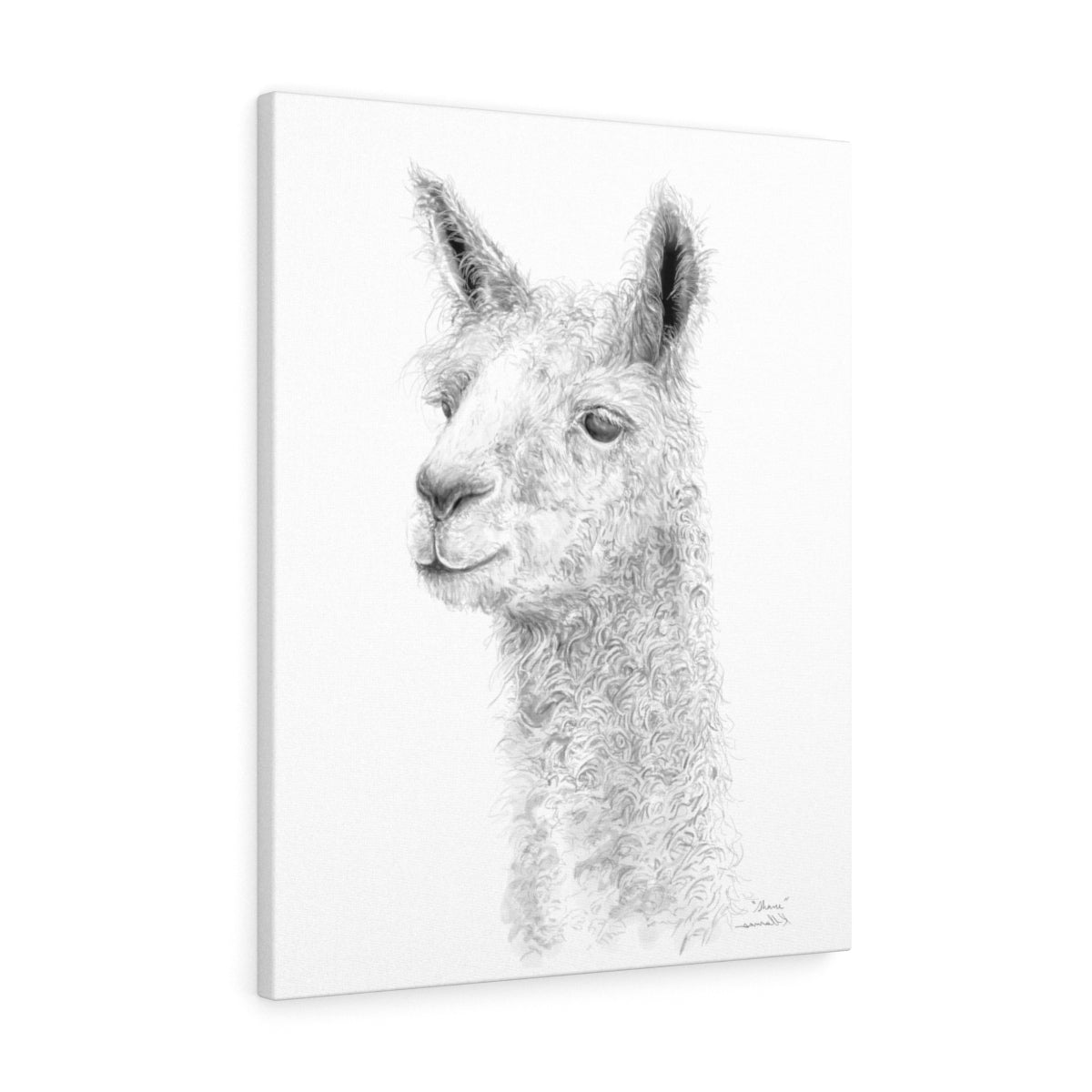 SHANE - Llama Canvas