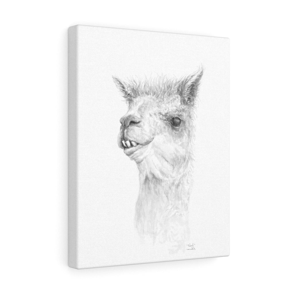 NOAH Llama - Art Canvas