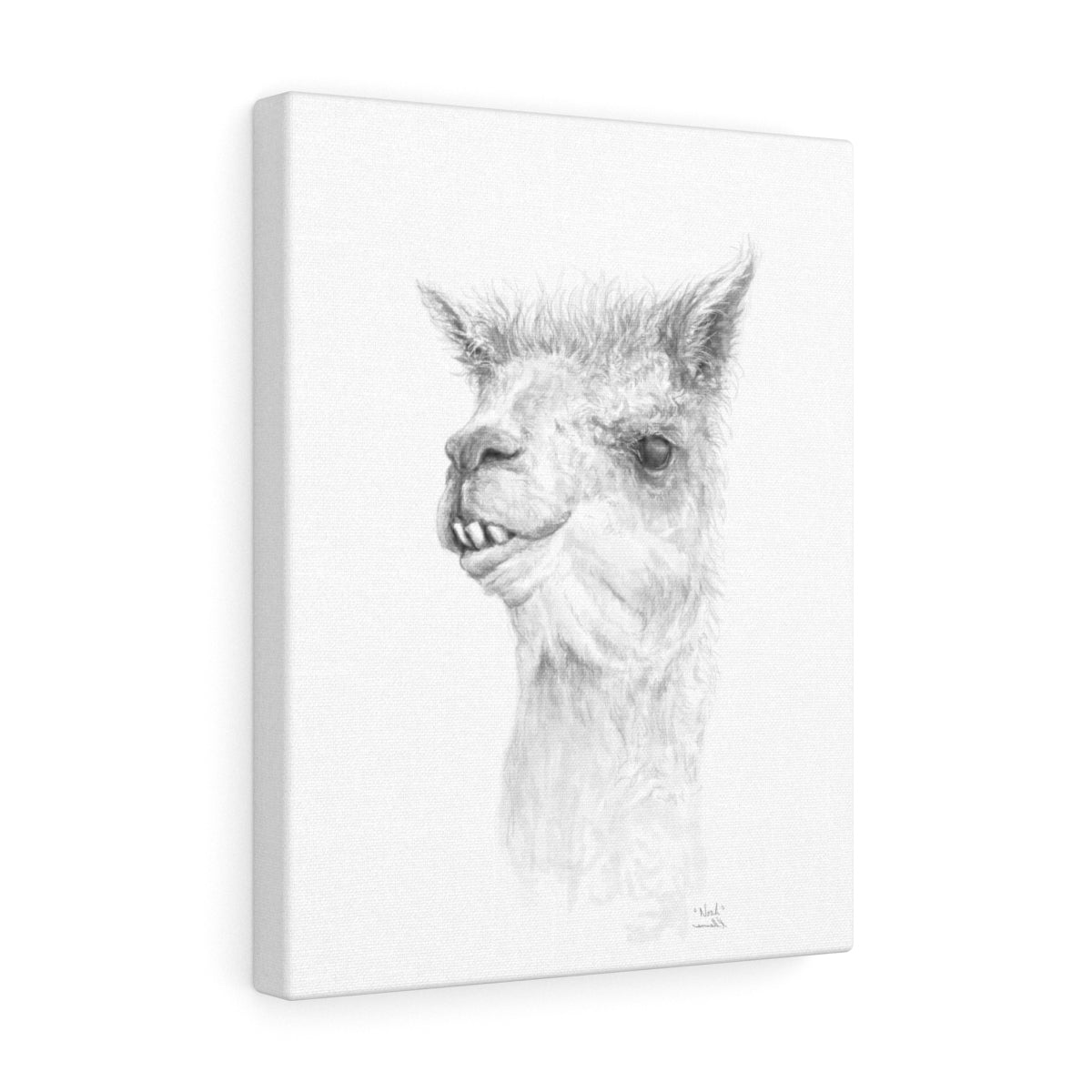 NOAH Llama - Art Canvas