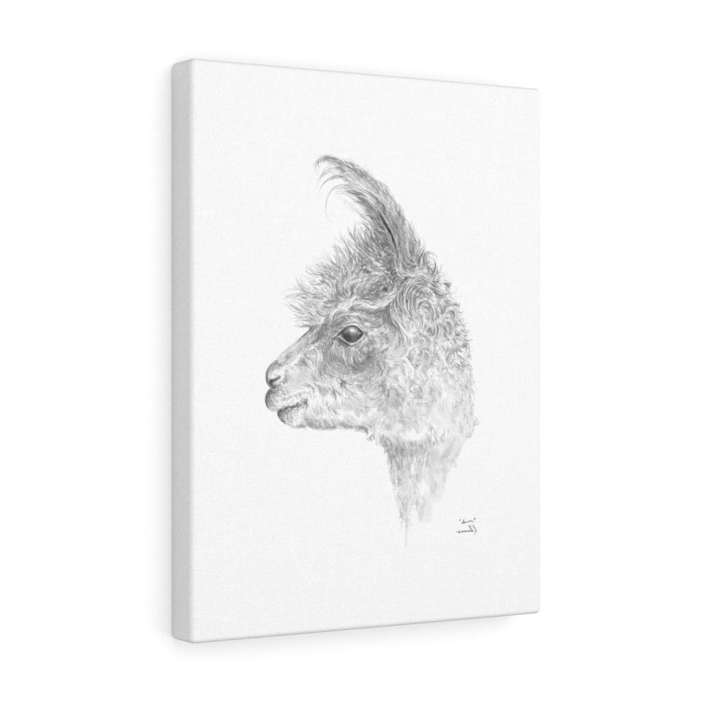 Aaron Llama - Art Canvas