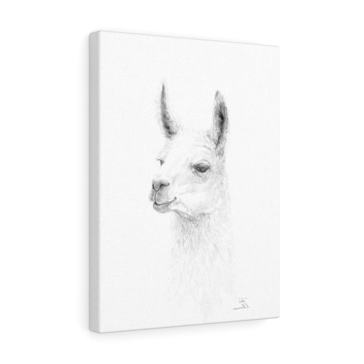ISLA Llama- Art Canvas