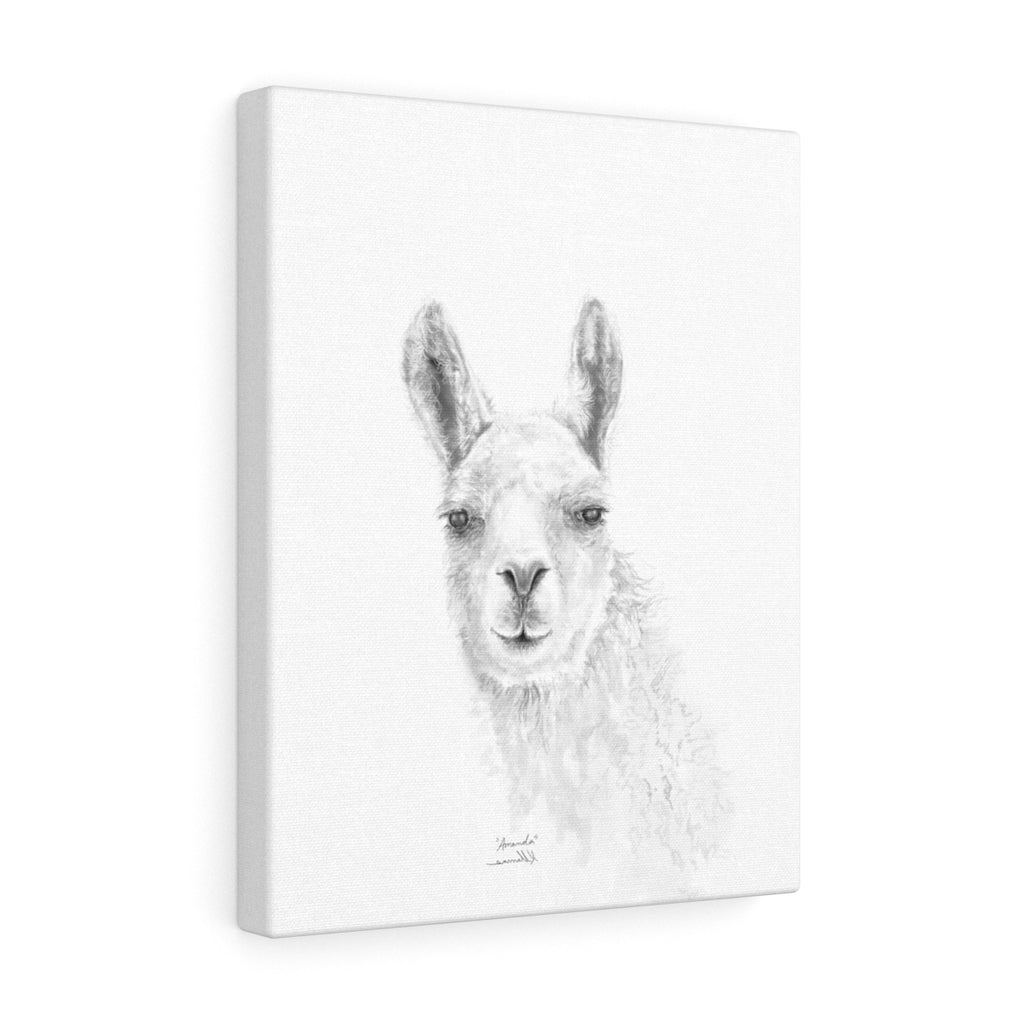 AMANDA Llama - Art Canvas