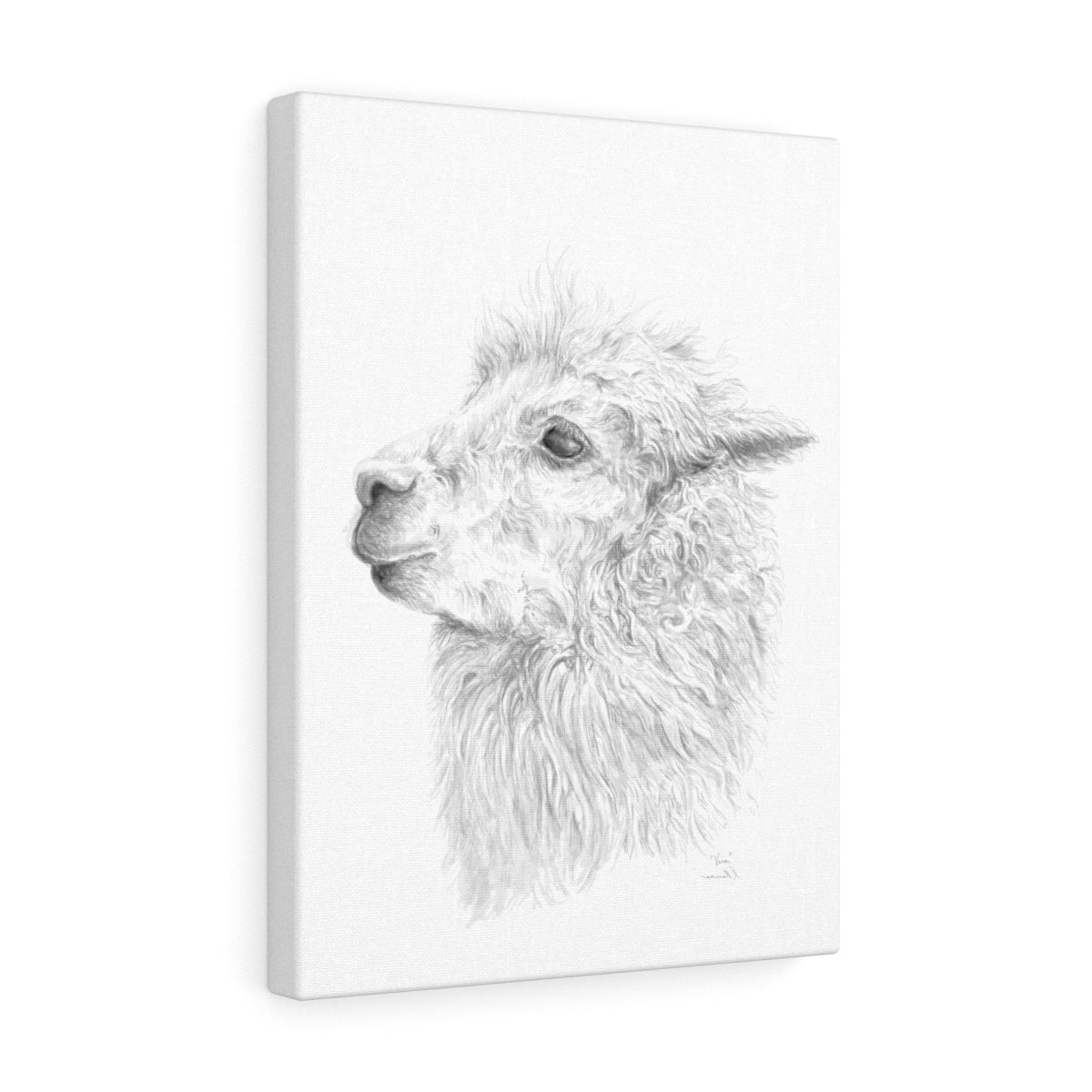 VERA Llama - Art Canvas