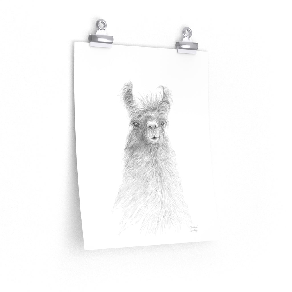 FRANCINE Llama- Art Paper Print