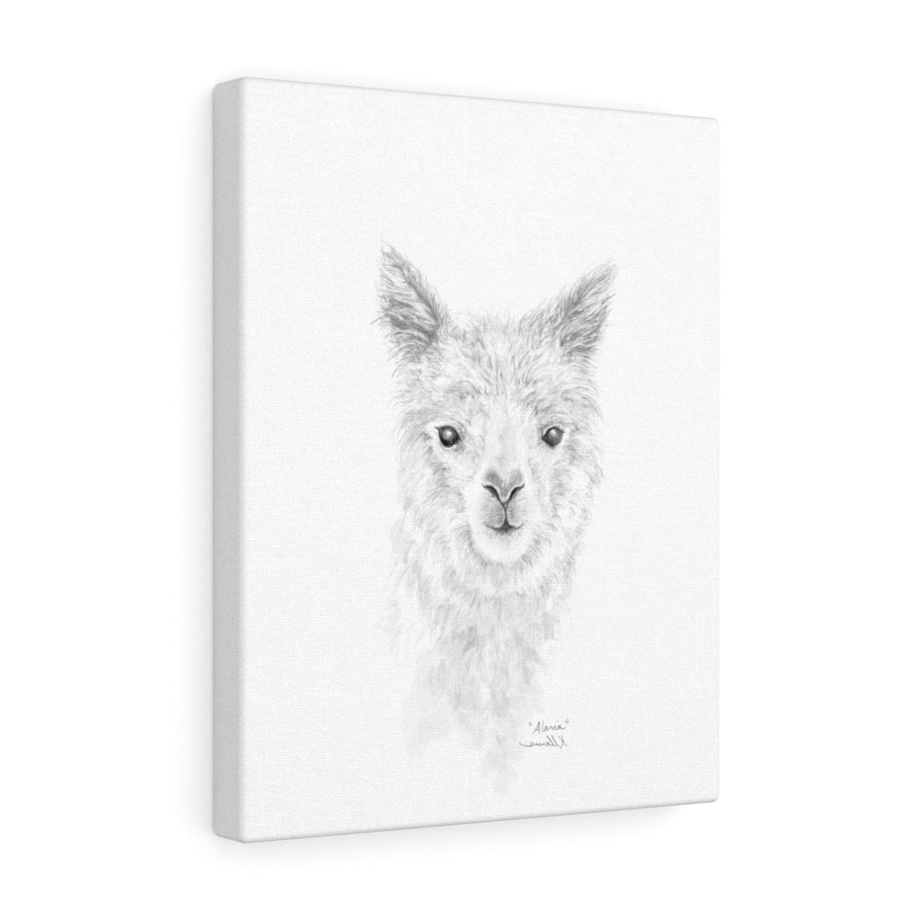 ALARIA Llama- Art Canvas
