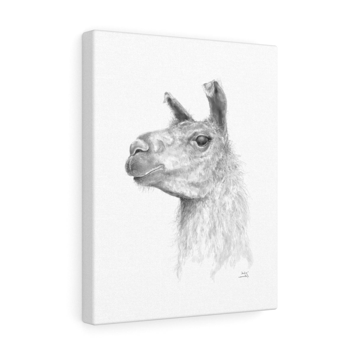 ANDREA Llama - Art Canvas