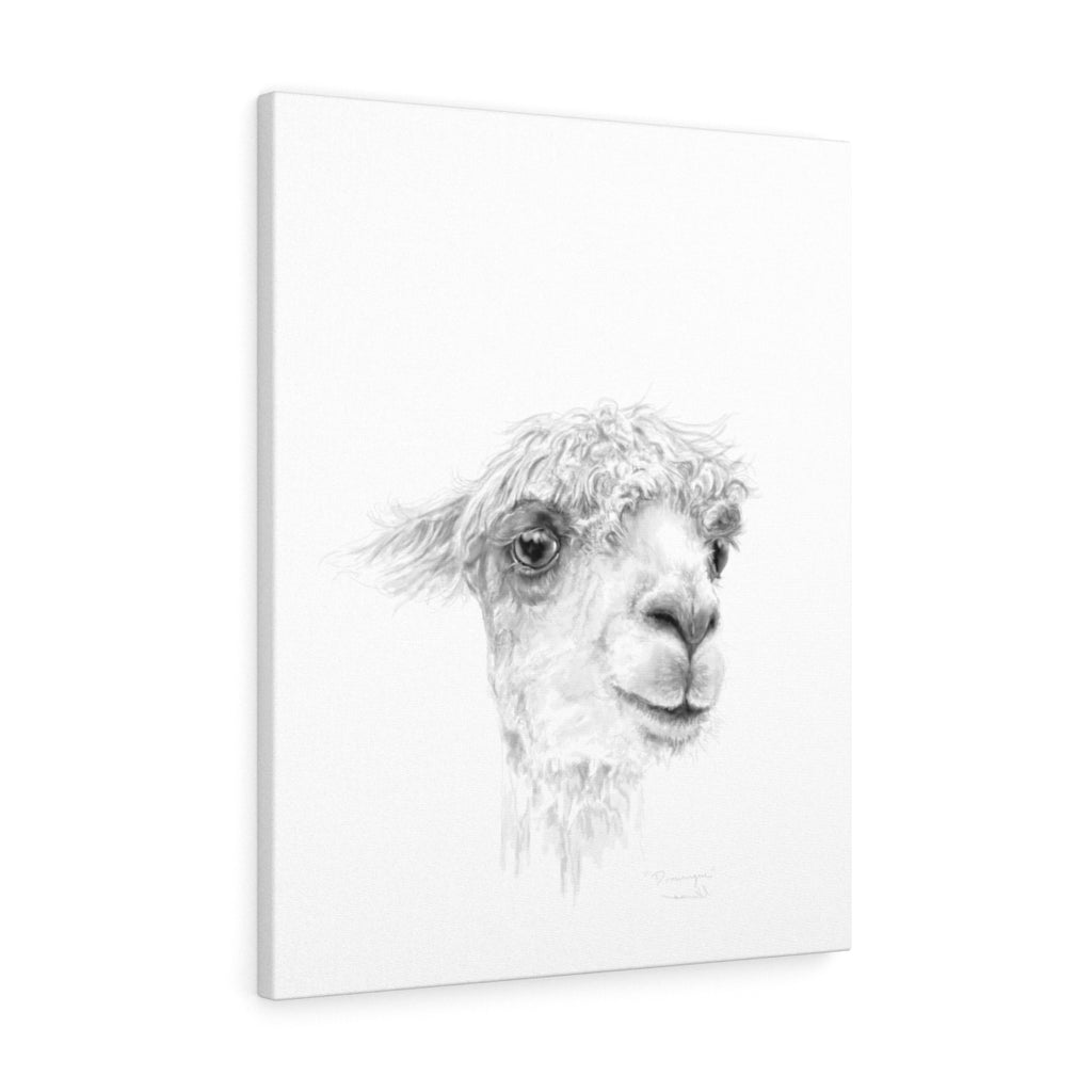 DOMINIQUE Llama - Art Canvas