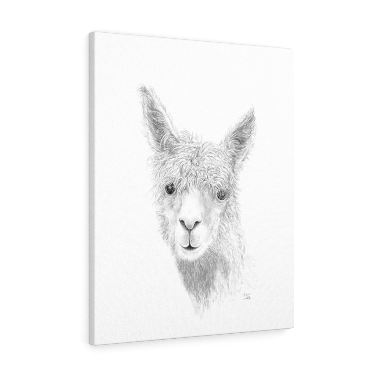 HAYDEN Llama - Art Canvas