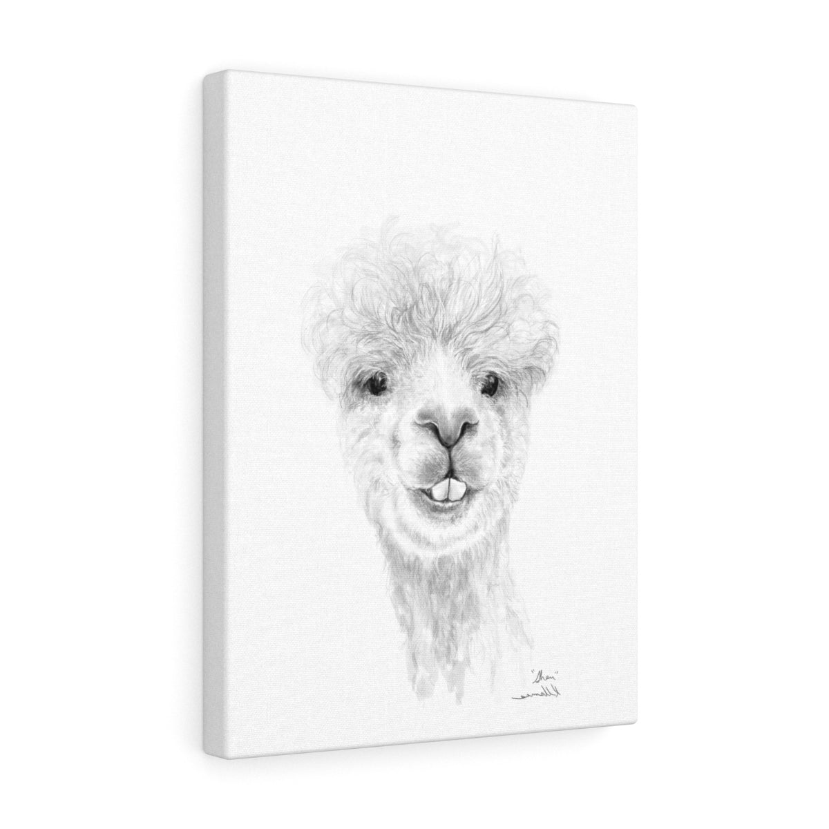 SHAN Llama - Art Canvas