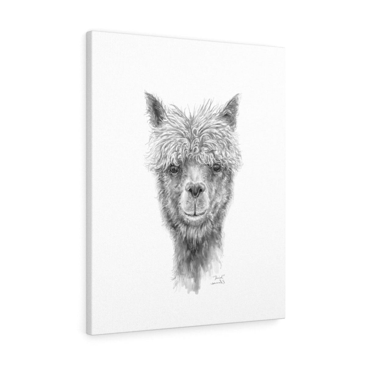 DANIEL Llama - Art Canvas