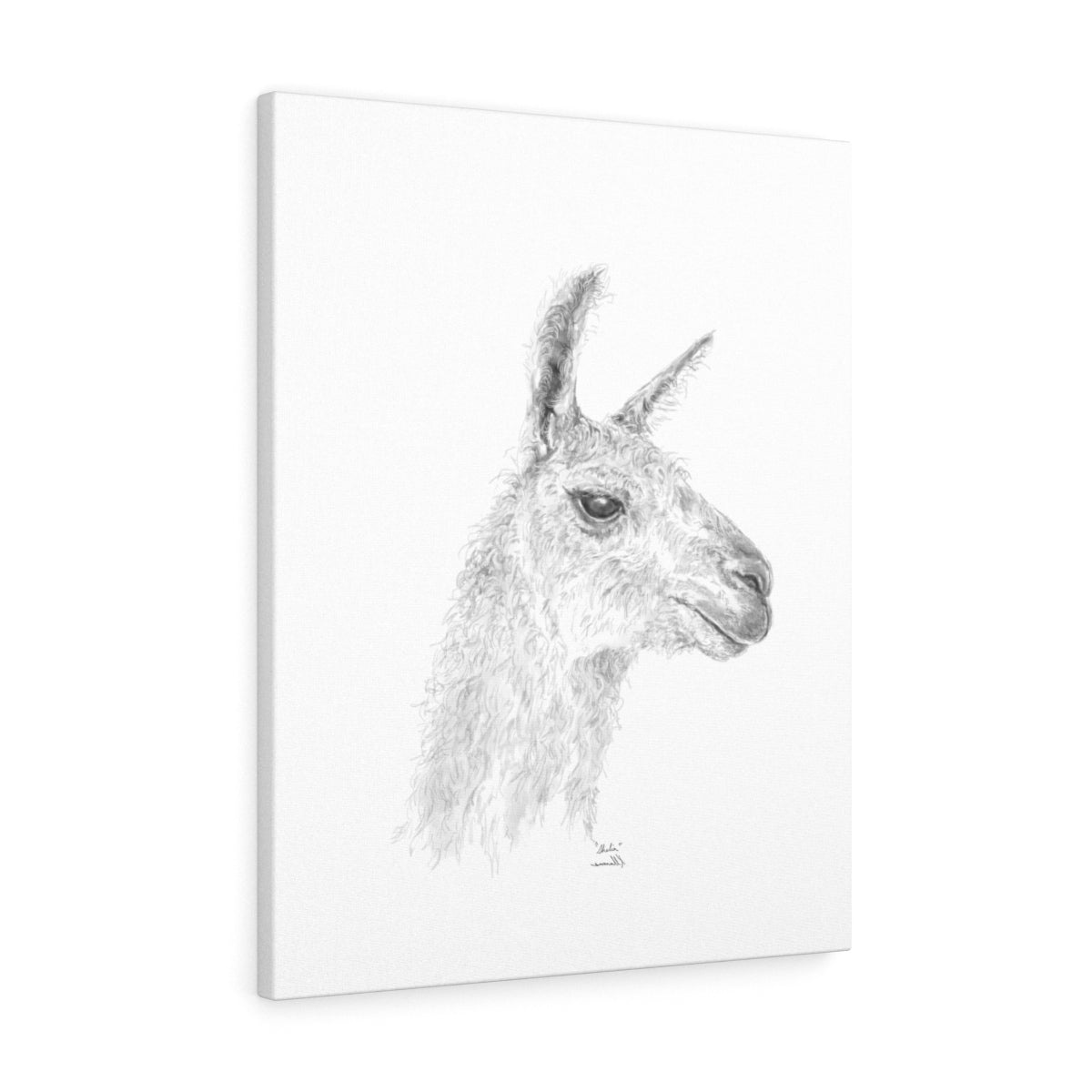 SHELIA Llama - Art Canvas