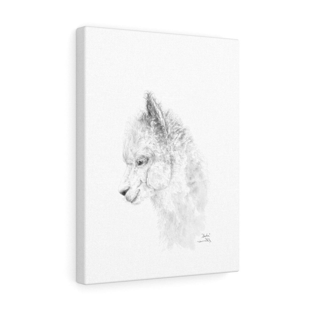 SASHA llama- Art Canvas