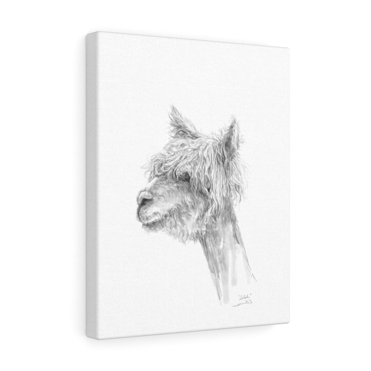 SELAH Llama - Art Canvas