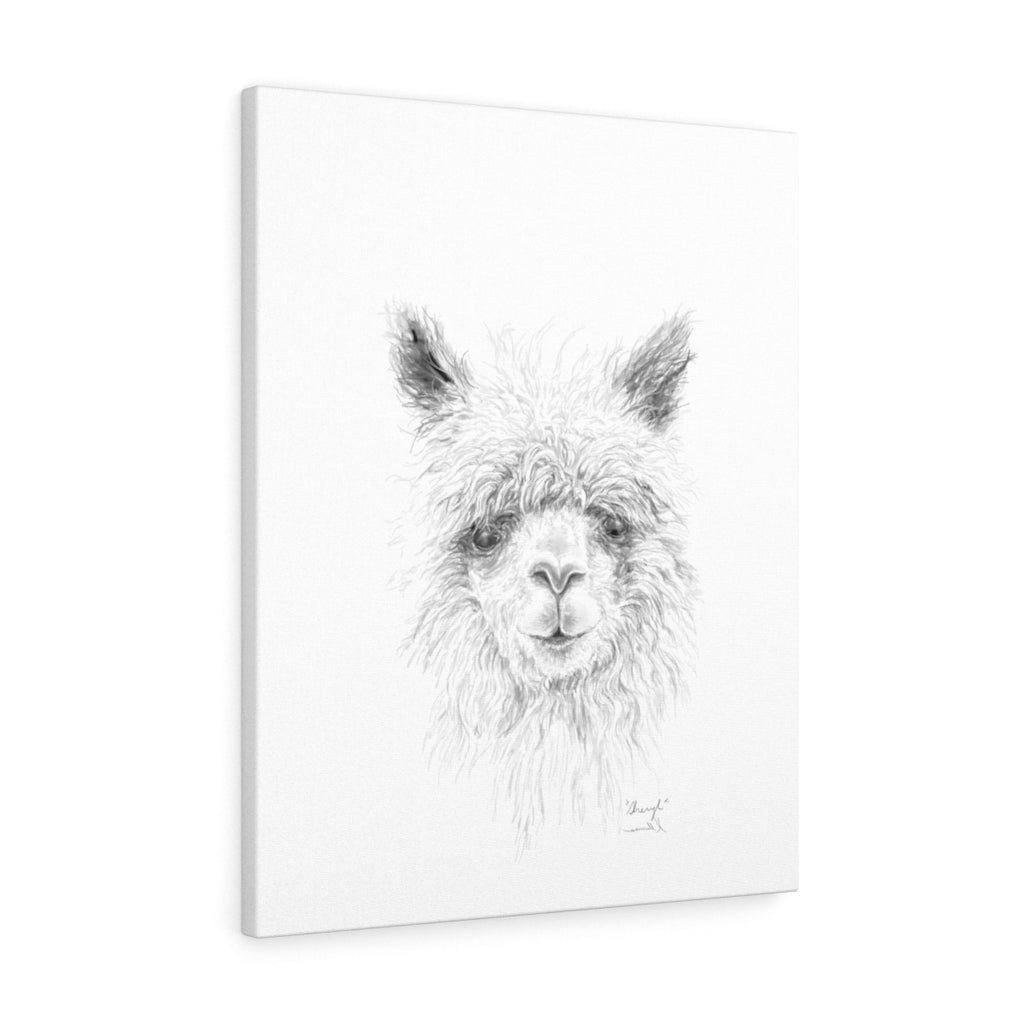 SHERYL Llama - Art Canvas