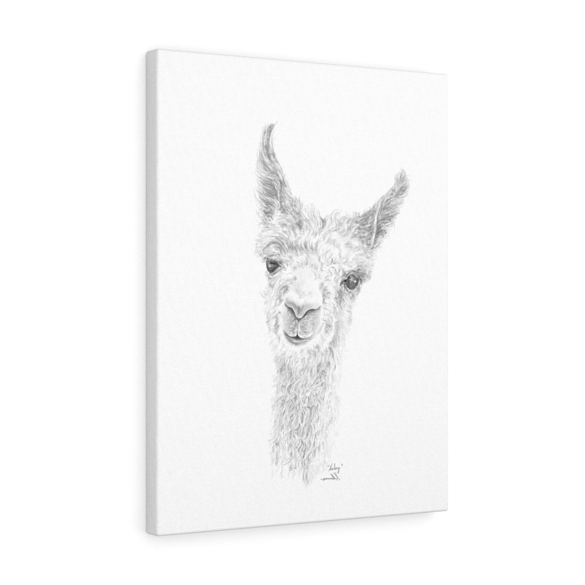 HALEY Llama - Art Canvas