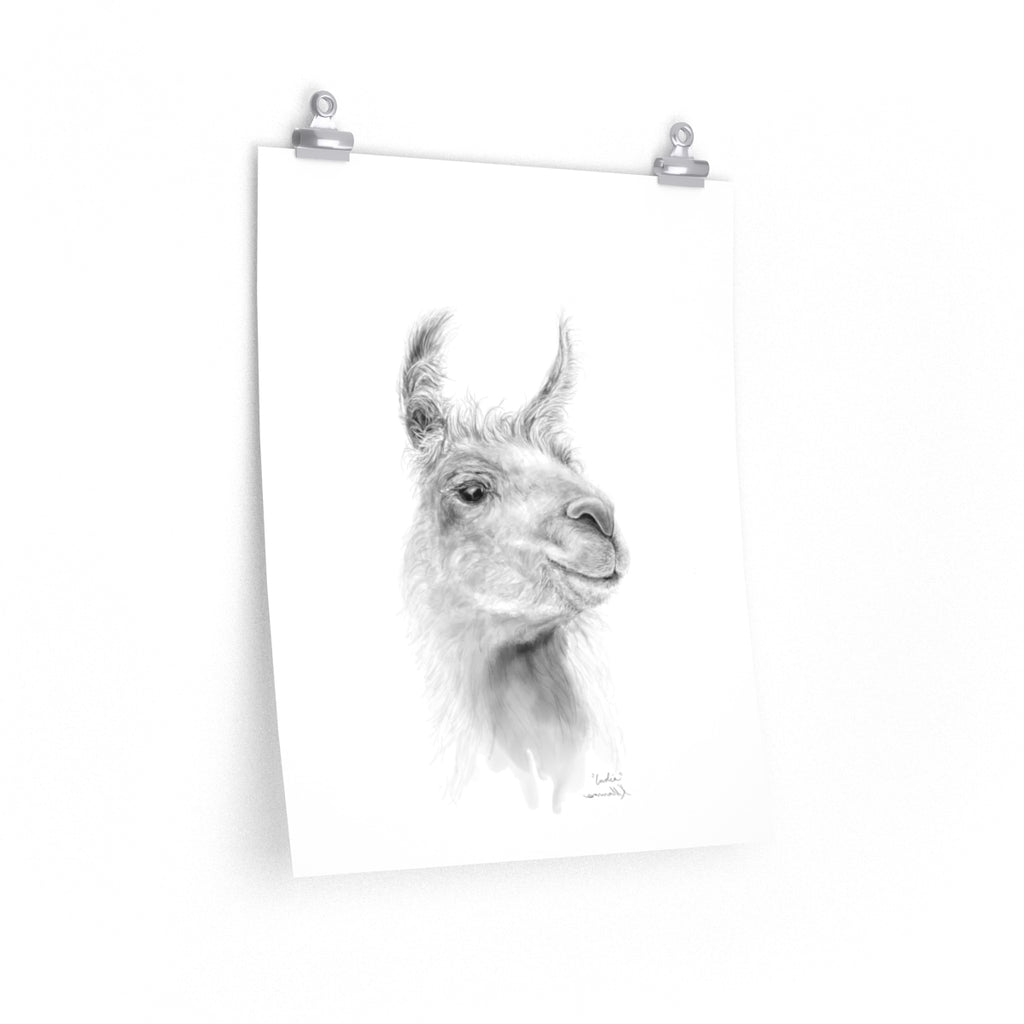 INDIA Llama- Art Paper Print