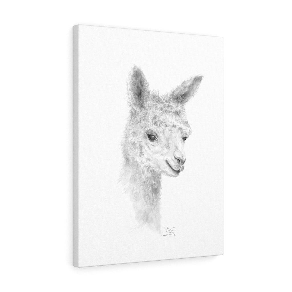 LIVIE Llama - Art Canvas