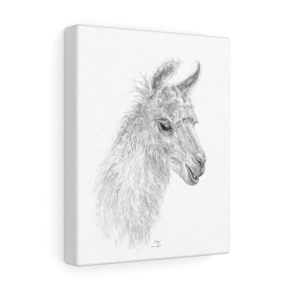 MOLLY Llama - Art Canvas