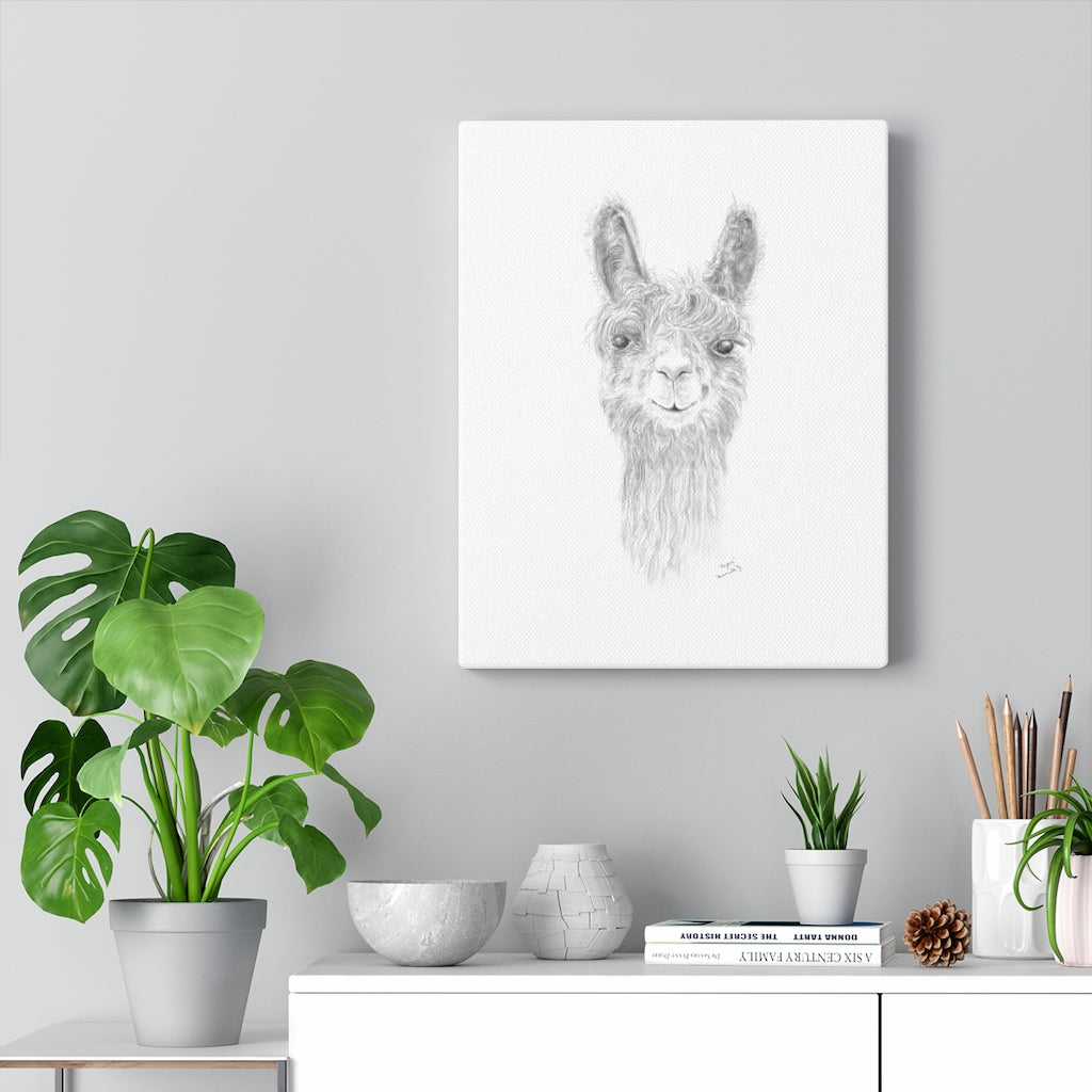 PAYTON Llama - Art Canvas